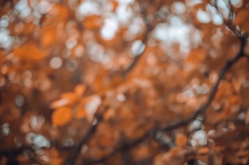 Wall Mural - out-of-focus natural scenery background with bokeh effect