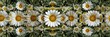 © Ramadhan - Symmetrical daisy pattern, many white daisies with yellow centers, detailed close-up