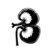 © tini - Monochrome anatomical kidney illustration for medical education and internal organ health