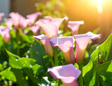 Elegant pink calla lily blossoms in natural sunlight floral beauty background