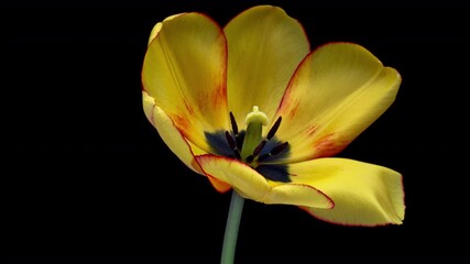 Wall Mural - Opening of beautiful large yellow Tulip flower on black background. Springtime. Holiday. Celebration, Love, birthday Time lapse. Close up. 4K