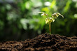 © New Africa - Young plant with green leaves growing from soil outdoors, closeup. Space for text