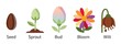 © Sergii - Plant life cycle from seed to sprout, bud, bloom and wilt