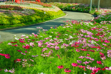 Wall Mural - Beautiful pink cosmos flowers blooming in garden,spring season.