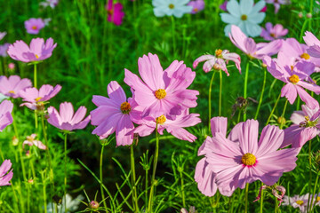 Wall Mural - Beautiful pink cosmos flowers blooming in garden,spring season.