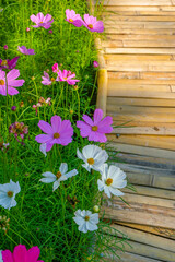 Wall Mural - Beautiful pink cosmos flowers blooming in garden,spring season.