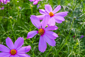Wall Mural - Beautiful pink cosmos flowers blooming in garden,spring season.
