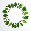 © Indra - Green Leaves Circle Frame on White Background.