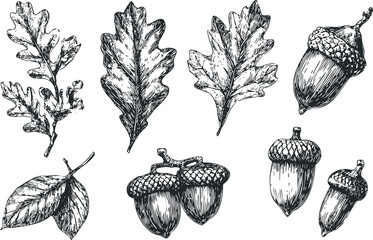 Wall Mural - Hand Drawn Oak Leaves and Acorns Collection Natural Elements