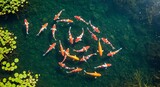 Koi fish swimming in clear pond water