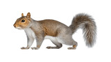 A side view of a squirrel showcasing its features and posture
