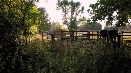 Wall Mural - beautiful sunset through verdant green foliage over farmland and cow livestock in england uk europe,