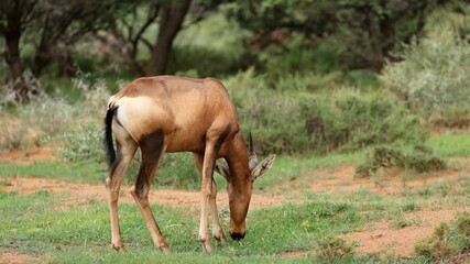 Wall Mural - a red hartebeest antelope (alcelaphus buselaphus) feeding in natural habitat, mokala national park, 