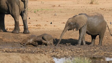 Wall Mural - two young african elephants (loxodonta africana) taking a mud bath, chobe national park, botswana