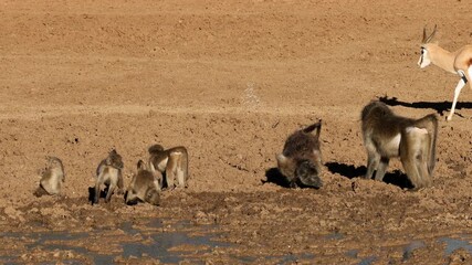 Wall Mural - a troop of chacma baboons (papio ursinus) drinking at a muddy waterhole, mokala national park, south