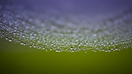 Close-up view of a spiderweb covered in morning dew drops.