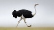 © Oleksii - Majestic ostrich walking gracefully in open grassland