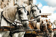 City horses harnessed to carts for tourist rides