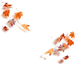 Wall Mural - leaf of plane tree isolated for background
