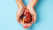 © designer rofiqul - Human hands gently cradle a detailed kidney model anatomy