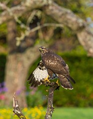 buzzard perched on branch, garden setting