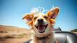 © Julian - A playful dog enjoying a ride with its ears flapping in the wind, capturing the essence of joy and freedom.
