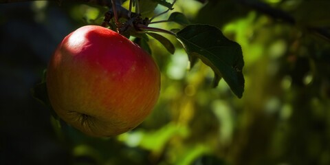 A beautiful red apple hangs from a tree branch, bathed in sunlight, ready for harvest.