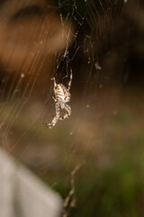 spider on web