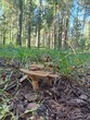 © Марина Алексеева - mushrooms in the forest