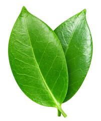 Green leaf isolated on white background