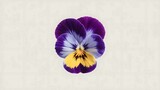 Single vibrant purple and yellow pansy flower head isolated