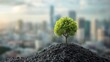 © sambath - A green tree growing on a rocky hilltop with a city skyline in the background.