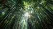 © yusran - Sunlight piercing a dense bamboo forest