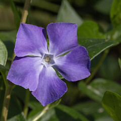 Wall Mural - fleur de vinca difformis bleue