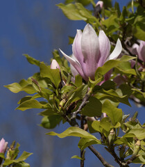 Wall Mural - magnolia soulangeana