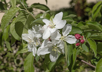 Wall Mural - fleurs de malus spectabilis