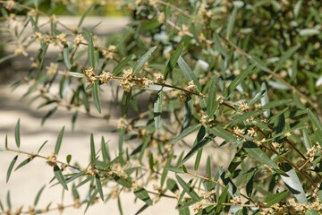 Wall Mural - phillyrea angustifolia