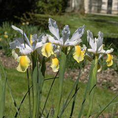 Wall Mural - iris hollandica apollo