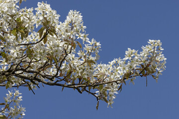 Wall Mural - amelanchier canadensis en fleurs