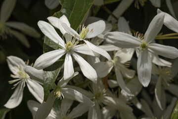 Wall Mural - clematis armandii