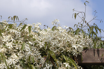 Wall Mural - clematis armandii