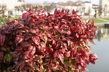 Wall Mural - Gros plan du feuillage de Nandina domestica ‘Fire power’