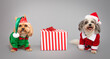 © RooM The Agency - Miniature maltipoo and a toy cavapoo dressed in Santa Claus and Elf outfits sitting next to a wrapped Christmas gift