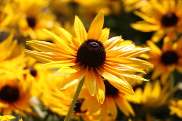 Wall Mural - yellow flower in the garden