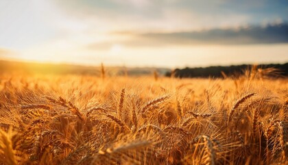 golden wheat field sunlight rural landscape agriculture harvest nature summer grain outdoor peaceful