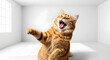 © Pixel By Bi - Angry ginger cat in a white room, displaying aggression.
