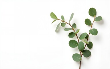 Minimalist floral composition. Eucalyptus on white background. Aroma therapy. Copy space. High quality