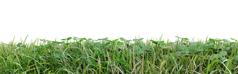 Wall Mural - Green grass isolated on transparent background 3d rendering png