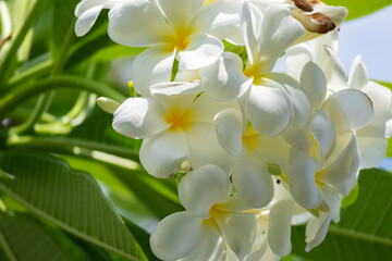 Wall Mural - White Frangipani flower Plumeria alba with green leaves