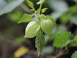 © Krisna - close up of cape gooseberry growing